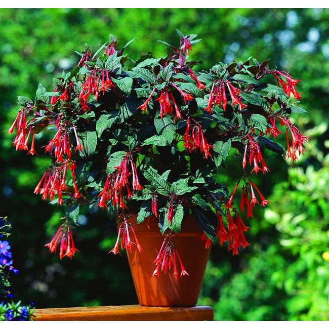Fuchsia Gartenmeister Bonstedt / Naptűrő fukszia